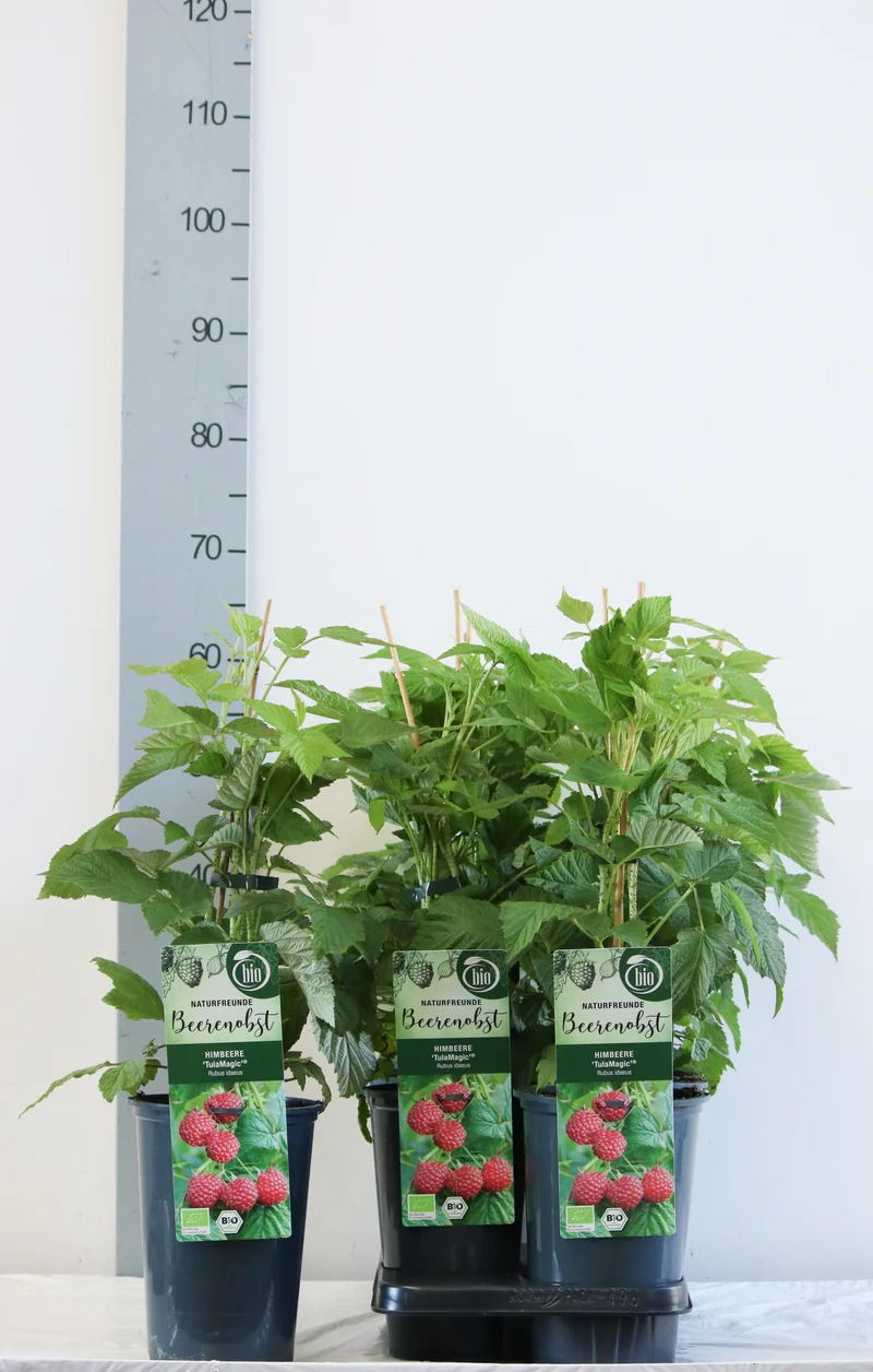Rubus id. 'TulaMagic' C3 (3 liters kruka) 40-50 cm