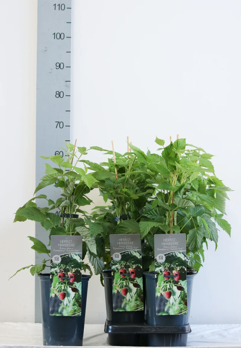 Rubus id. 'Primeberry Autumn First' C3 (3 liters kruka) 40-60 cm