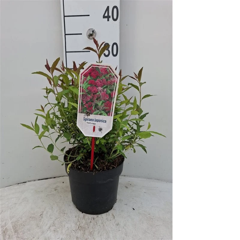 Spiraea japonica 'Dart's Red' C1,5 (1,5 liters kruka)