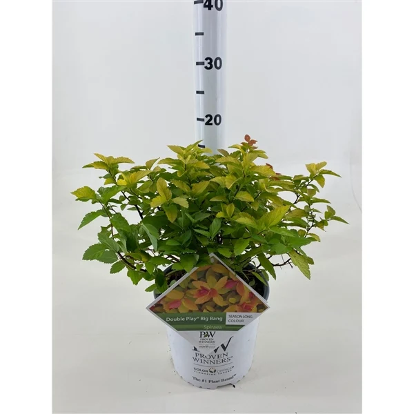 Spiraea jap. 'Double Play'® Big Bang C4 (4 liters kruka) 30-40 cm