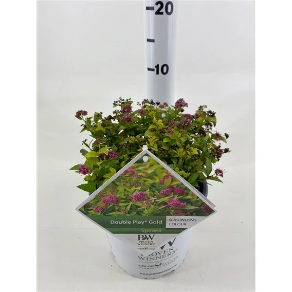 Spiraea jap. 'Double Play'® Gold C3 (3 liters kruka) 25-30 cm
