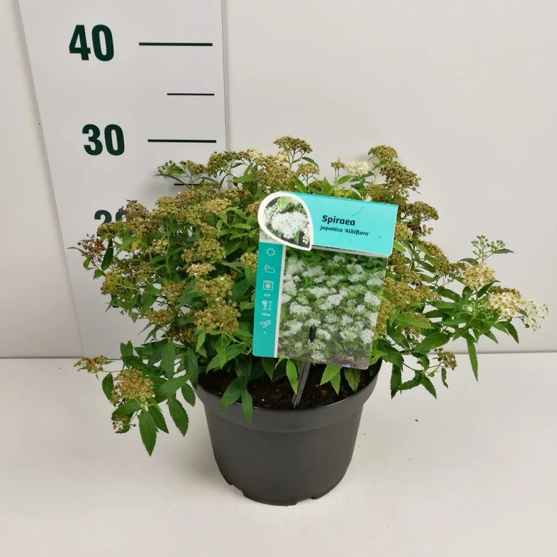 Spiraea japonica 'Albiflora' C3 (3 liters kruka) 25-30 cm
