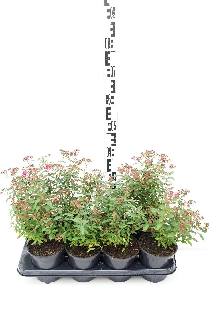 Spiraea jap. 'Dart's Red' C1 (1 liters kruka)