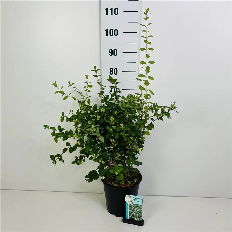 Symphoricarpos d. 'White Hedge' 50-60 cm, C7 (7 liters kruka)