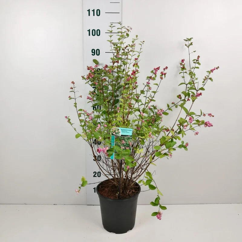 Symphoricarpos d. 'Mother of Pearl' 60-80 cm, C7 (7 liters kruka)