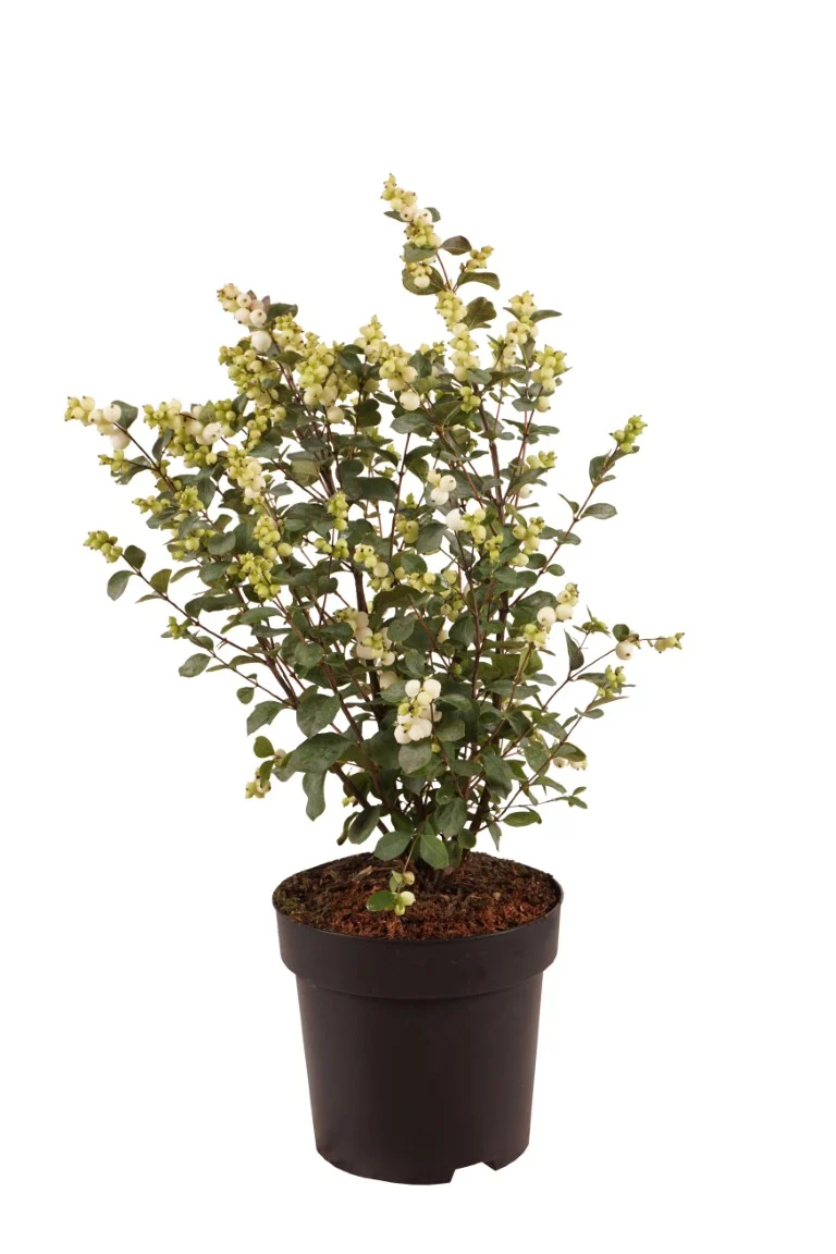 Symphoricarpos 'Magical Galaxy' C10 (10 liters kruka) 50-60 cm