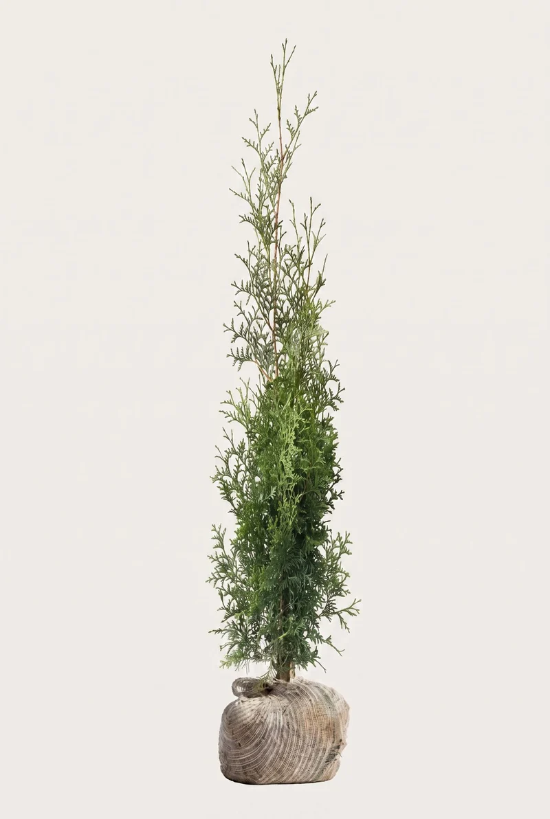 Thuja Brabant Rotklump 200-240 cm — Outlet