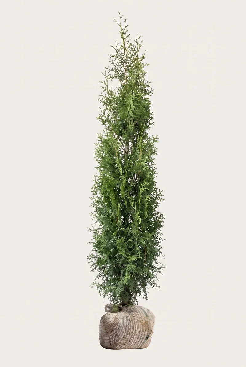 Thuja Brabant Rotklump 160-200 cm — Outlet