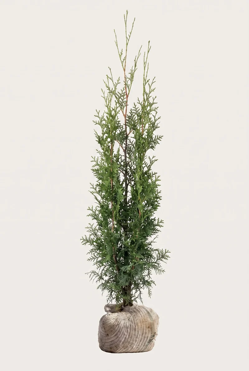 Thuja Brabant Rotklump 120-160 cm — Outlet