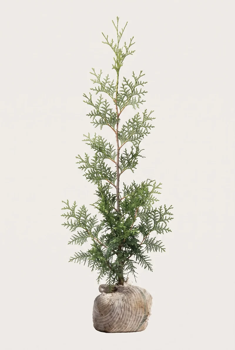 Thuja Brabant Rotklump 80-120 cm — Outlet