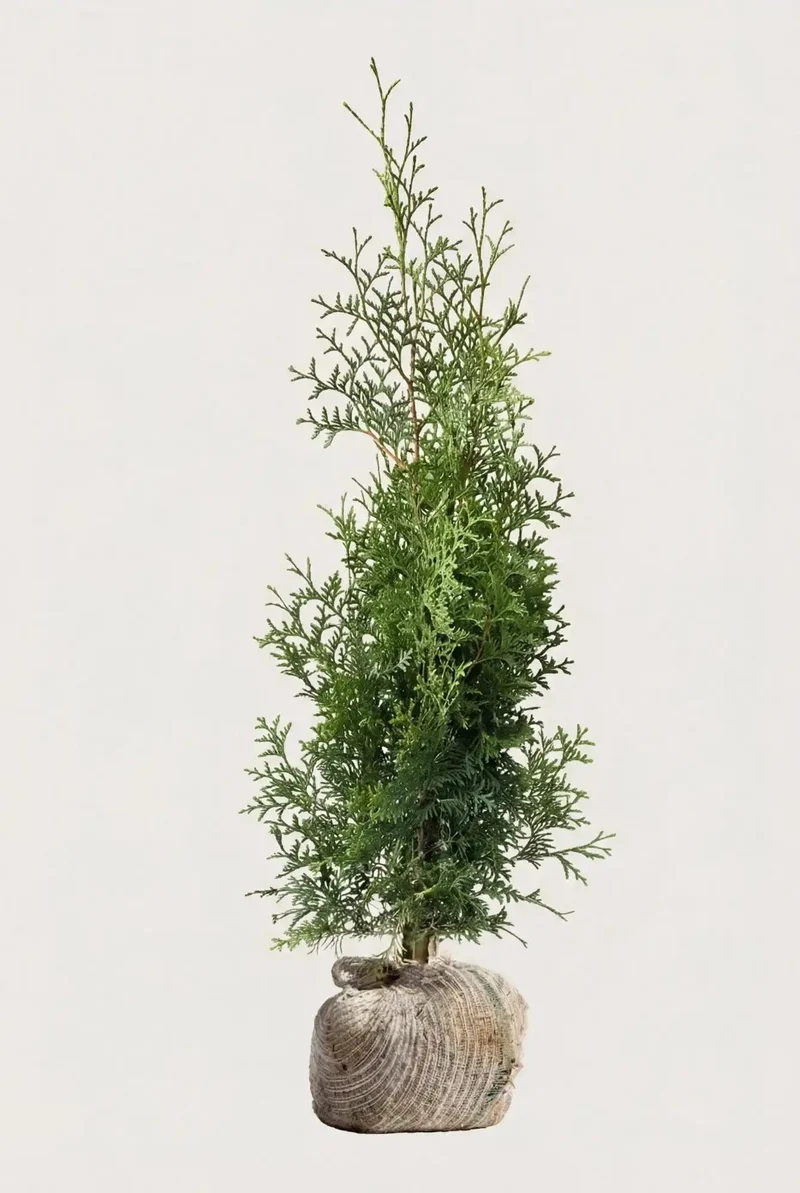 Thuja Brabant Rotklump 40-80 cm — Outlet