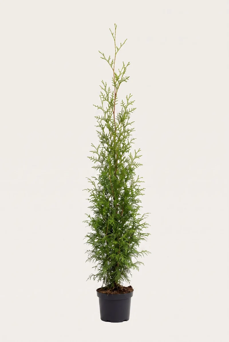Thuja Brabant Krukodlad 200-240 cm — Outlet