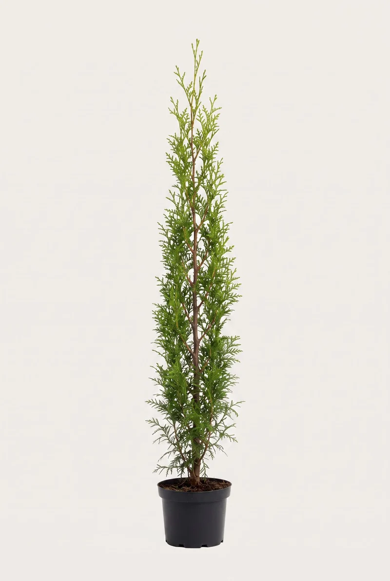 Thuja Brabant Krukodlad 160-200 cm — Outlet