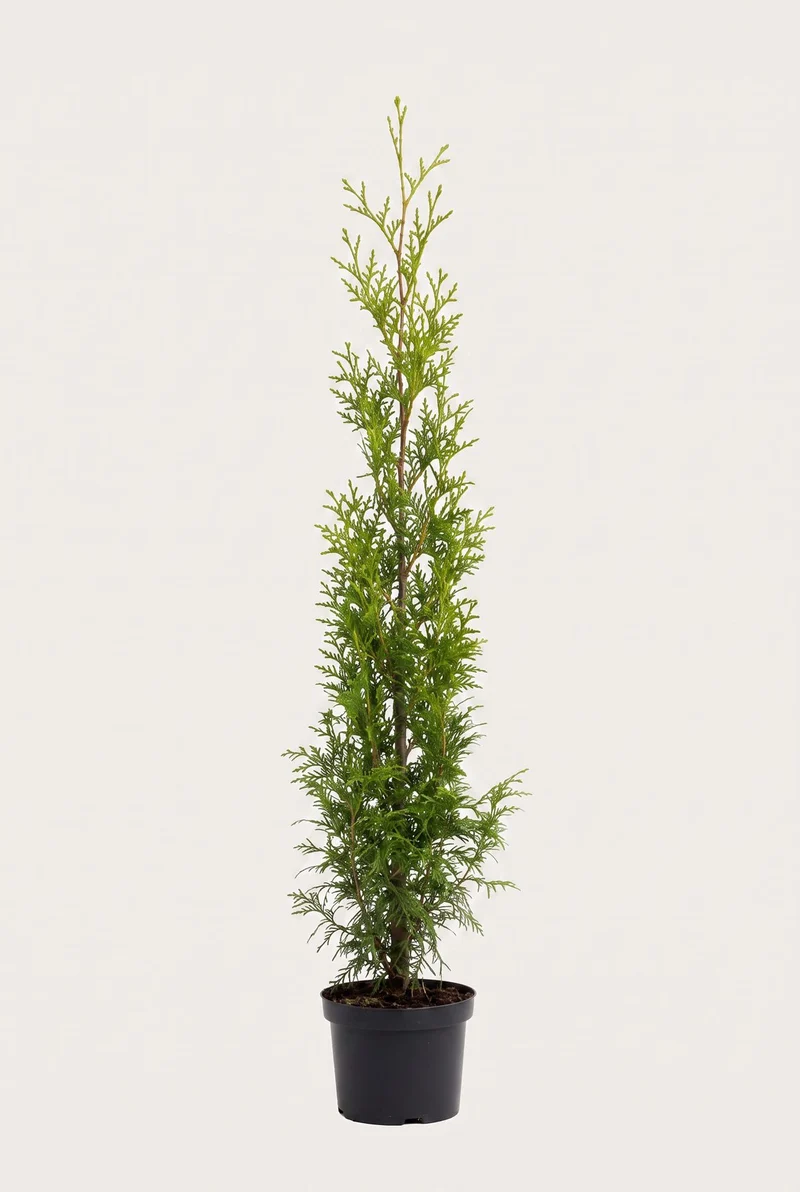 Thuja Brabant Krukodlad 120-160 cm — Outlet