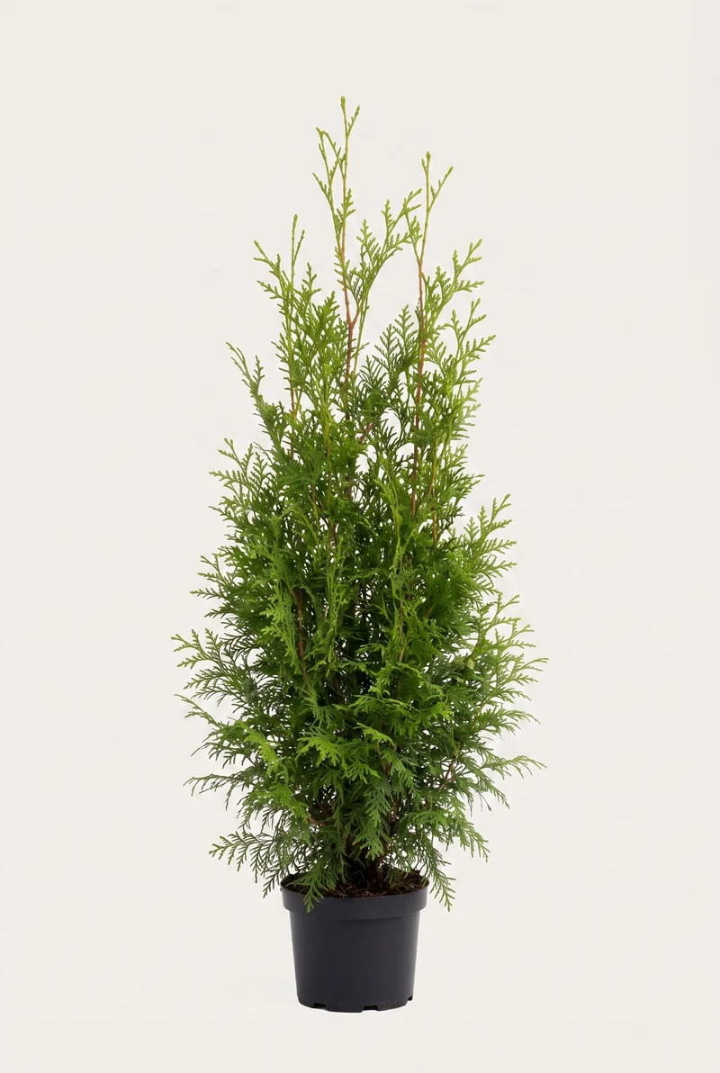 Thuja Brabant Krukodlad 80-120 cm — Outlet