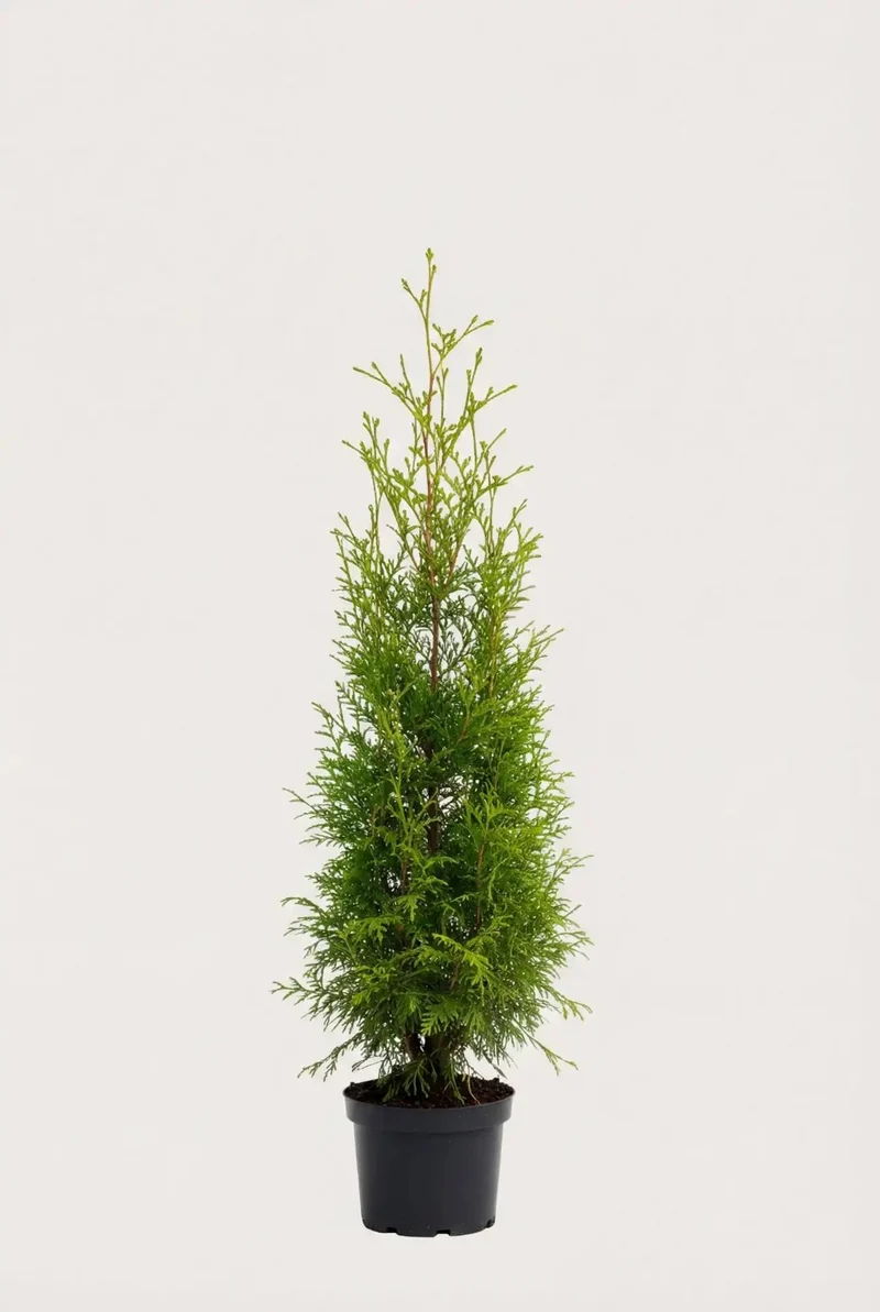 Thuja Brabant Krukodlad 40-80 cm — Outlet