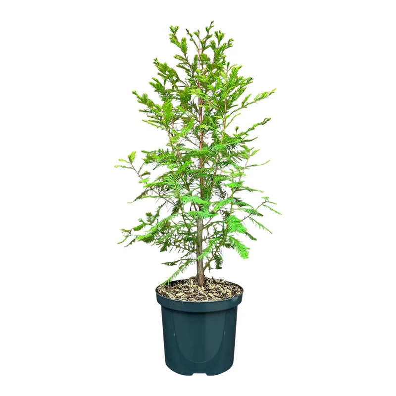 Taxodium distichum (Sumpcypress) C2,5 (2,5 liters kruka) 30-40 cm
