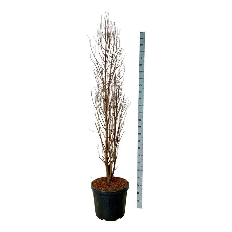 Taxodium dis. 'Lindsey's Skywater' 100-125 cm, C55 (55 liters kruka)