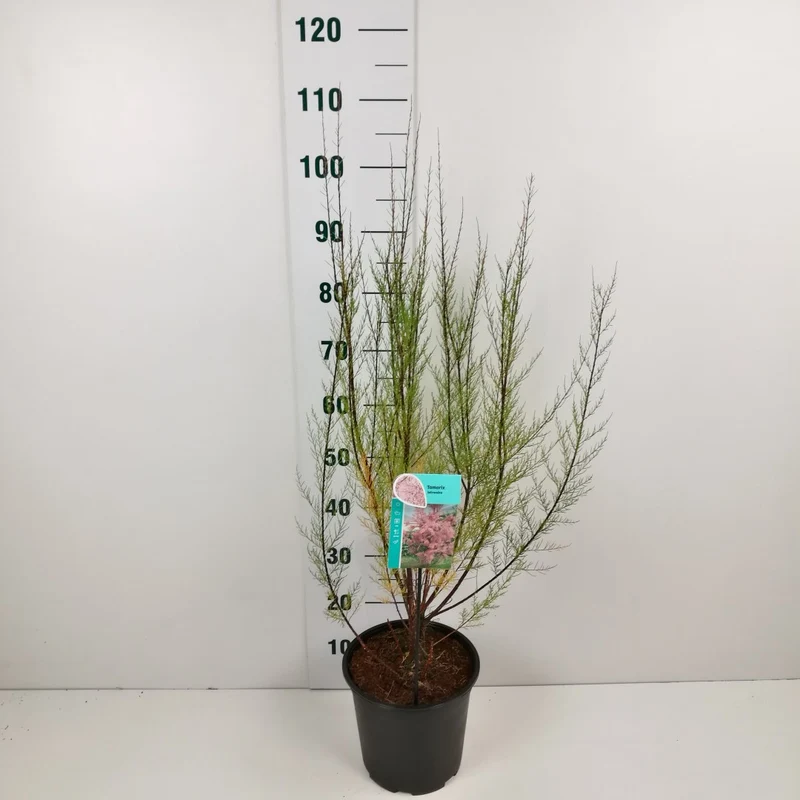 Tamarix tetrandra C7 (7 liters kruka) 60-80 cm