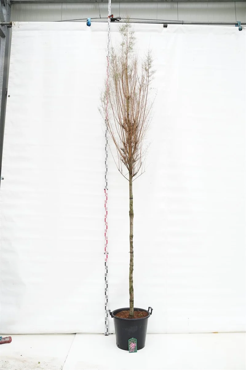Tamarix ramosissima 'Pink Cascade' Stam 12-14 cm C50 (50 liters kruka)