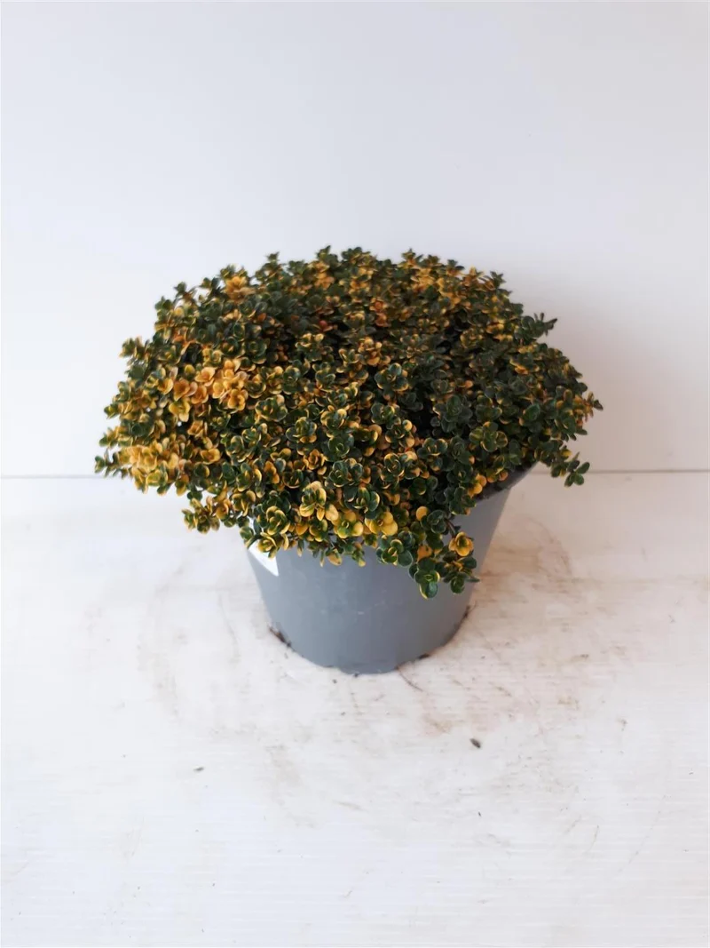 Thymus 'Doone Valley' C1,5 (1,5 liters kruka)