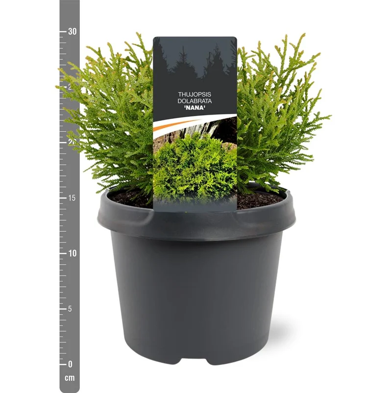 Thujopsis d. 'Nana' C3 (3 liters kruka) / 19 cm kruka 20-25 cm