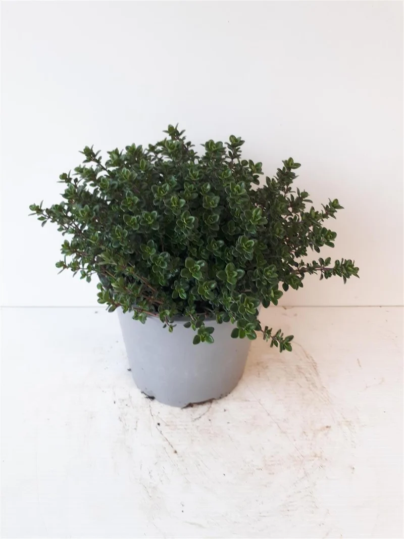 Thymus citriodorus C1,5 (1,5 liters kruka / 14 cm kruka) Italian Herbs