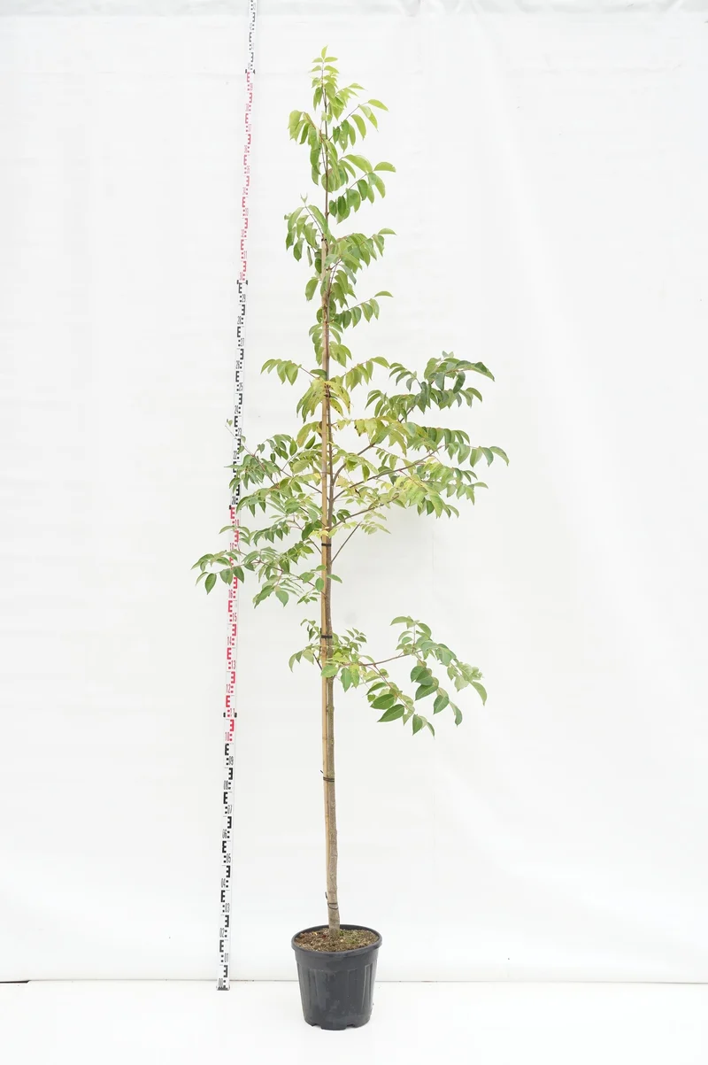 Tetradium daniellii Stamträd 6-8 cm C20 (20 liters kruka)