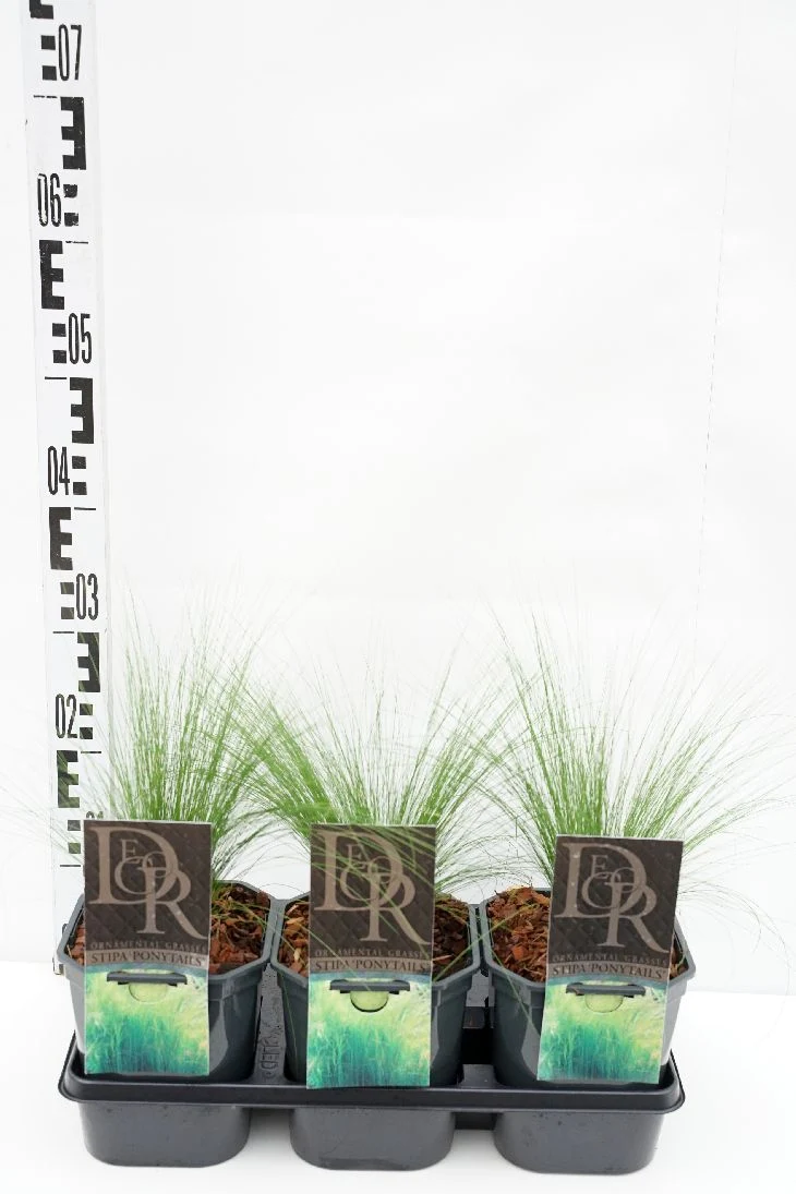 Stipa tenu. 'Pony Tails' C2 (2 liters kruka)