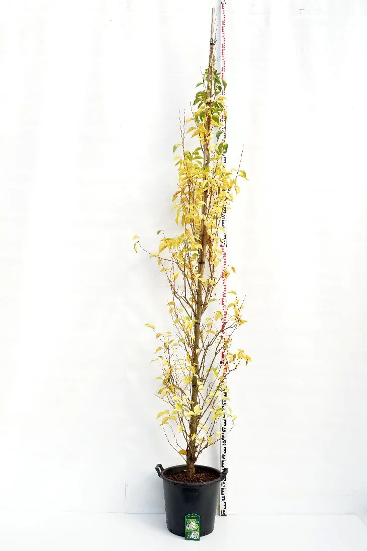 Styrax japonica 'June Snow' 10-12 C35 (35 liters kruka) grenad