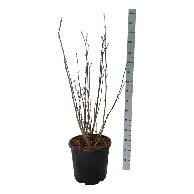 Staphylea colchica 175-200 cm rotklump