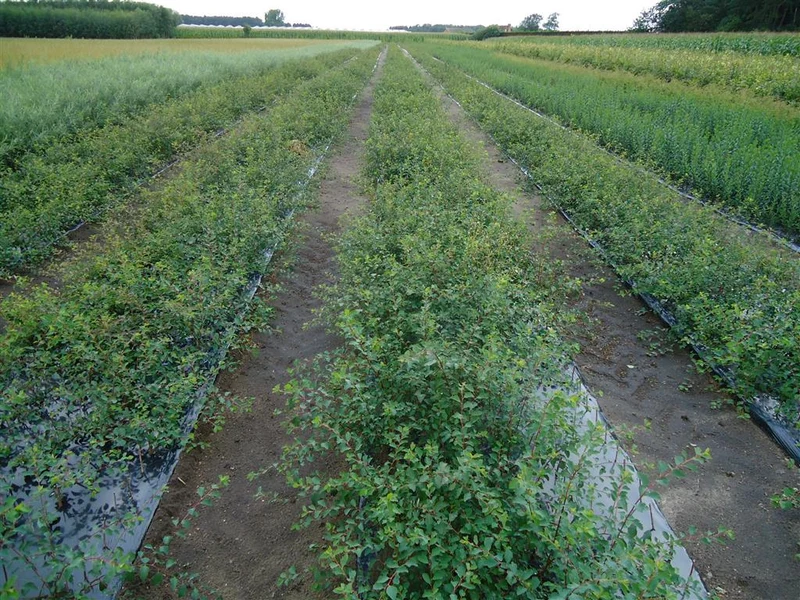 Bukettspirea - Spiraea vanhouttei 40-60 cm
