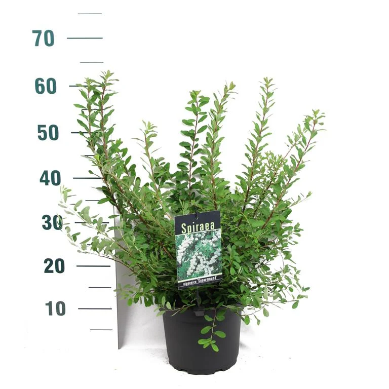 Spiraea nipp. 'Snowmound' C3 (3 liters kruka) 40-50 cm
