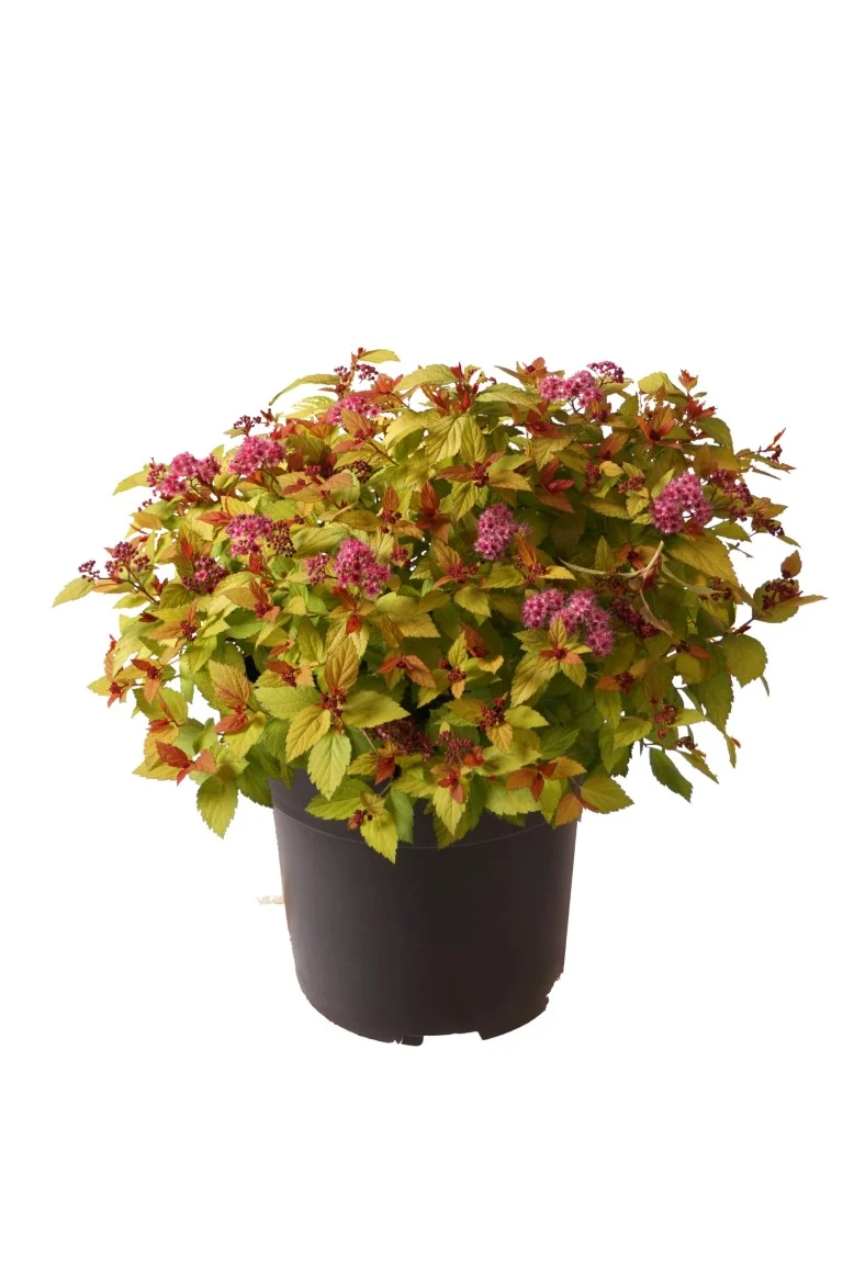 Spiraea jap. 'Magic Carpet' C5 (5 liters kruka) 40-50 cm