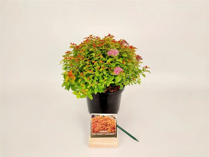 Spiraea japonica 'Zen'Spirit Caramel® C3 (3 liters kruka) 25-30 cm