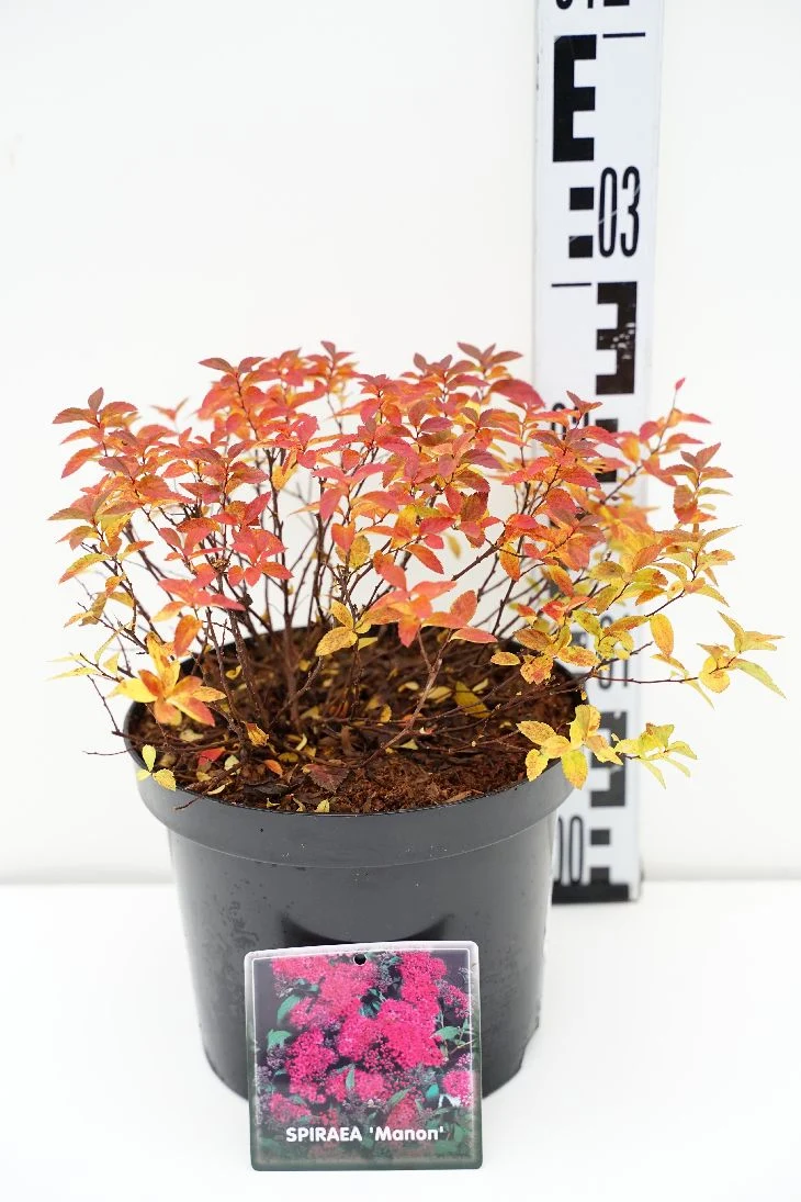 Spiraea japonica 'Manon' C3 (3 liters kruka) 25-30 cm