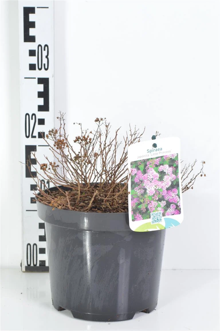 Spiraea japonica 'Little Princess' C2 (2 liters kruka) 25-30 cm