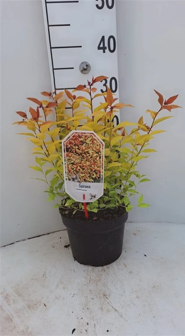 Spiraea japonica 'Goldmound' C1,5 (1,5 liters kruka) 20-25 cm
