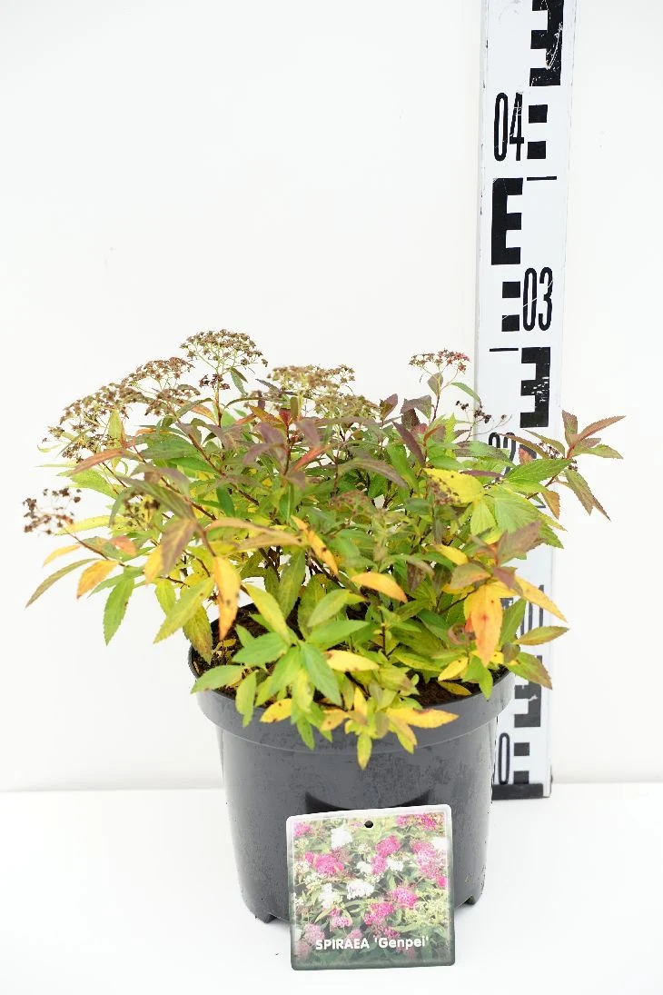 Spiraea japonica 'Genpei' C3 (3 liters kruka) 25-30 cm