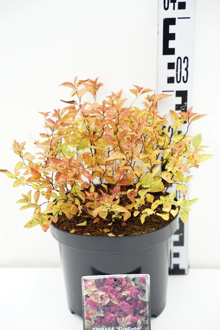 Spiraea japonica 'Firelight' C3 (3 liters kruka) 30-40 cm