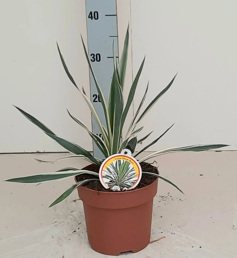 Yucca gloriosa 'Silver Variegata' C2 (2 liters kruka) 35-40 cm