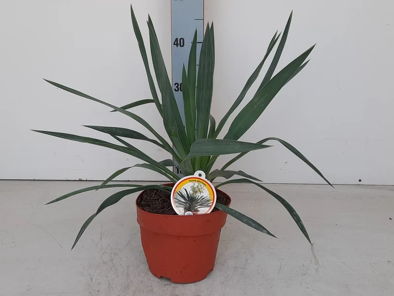 Yucca gloriosa C2 (2 liters kruka) 35-40 cm