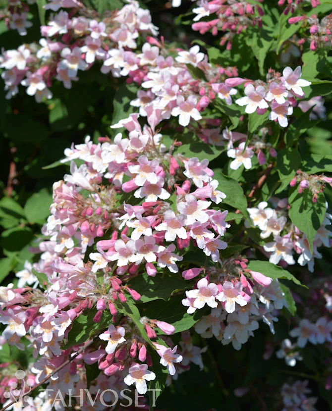 Fagertry 'Kellokas' (Kolkwitzia amabilis), 3 liters kruka
