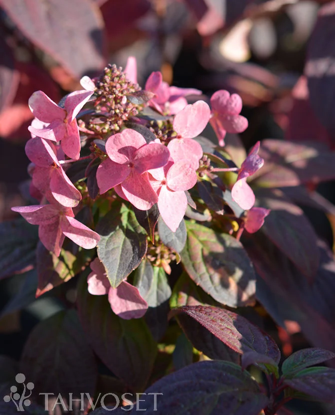 Vipphortensia 'Magical Fire' 3 liters kruka