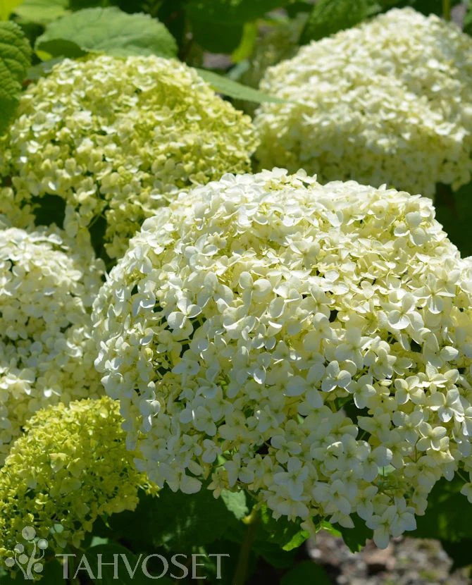 Vidjehortensia 'Annabelle' Hydrangea arborescens, 3 liters kruka