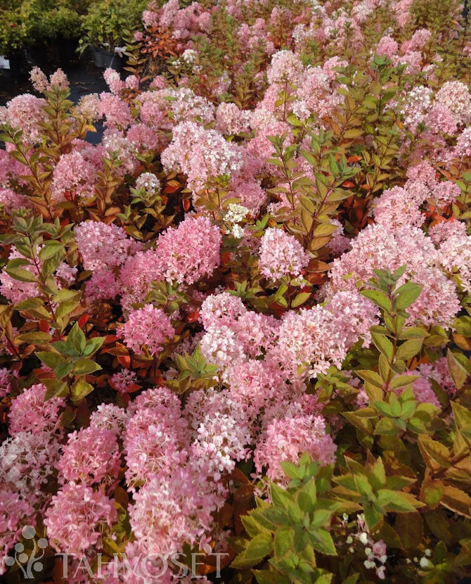 Vipphortensia 'Bombshell' 3 liters kruka