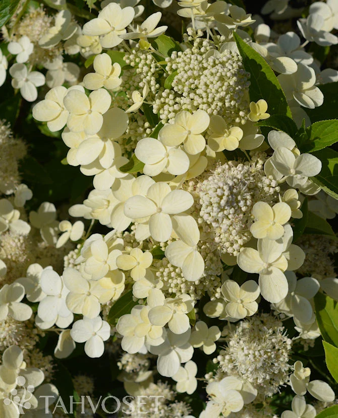 Vipphortensia PRIM WHITE® 'Dolprim' Jumbo 7,5 liters kruka