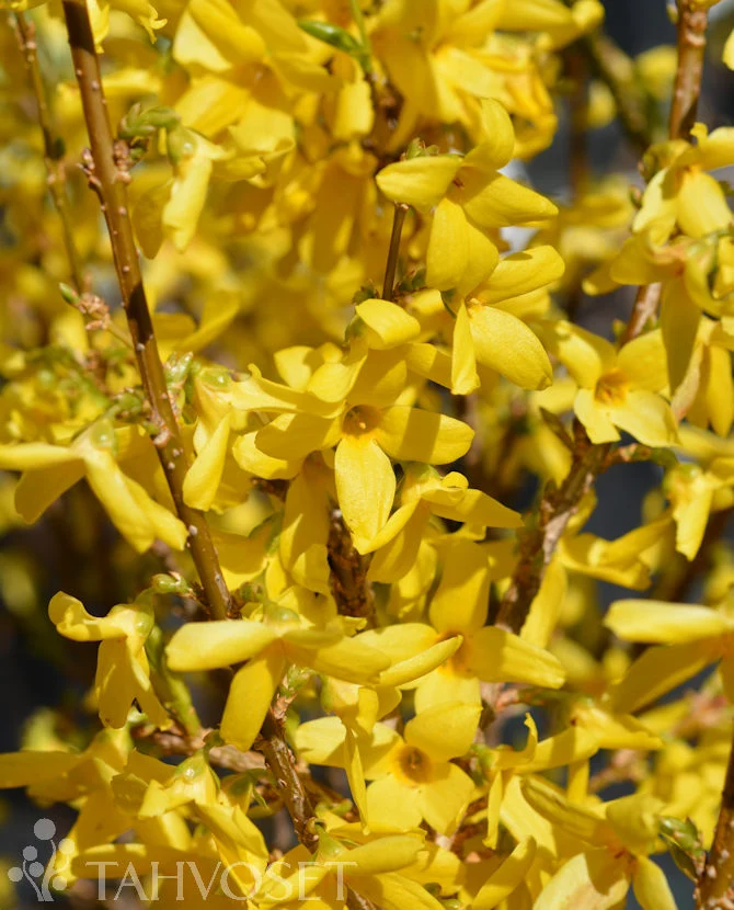 Praktforsythia 'Courtalyn' - 3 liters kruka