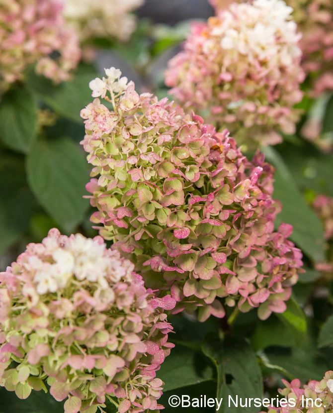 Vipphortensia 'Little Hottie' (Hydrangea paniculata) 3 liters kruka
