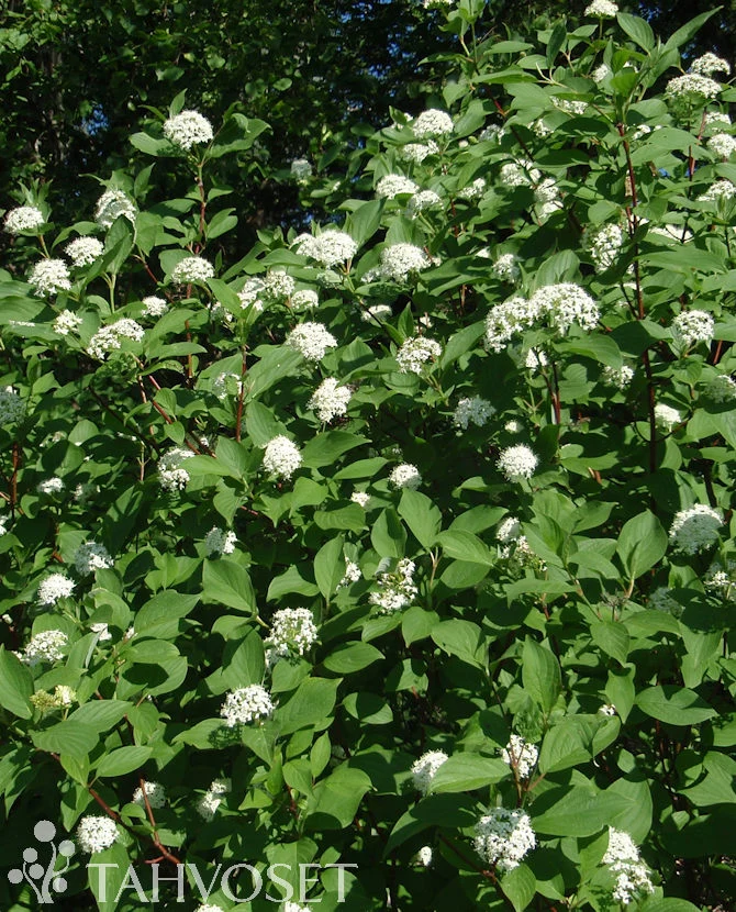 Korallkornell Cornus alba 'Sibirica' 3 liters kruka